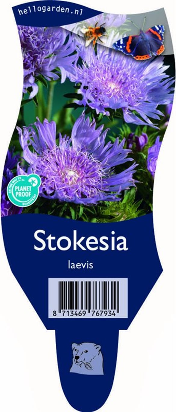 Stokesia laevis - P11
